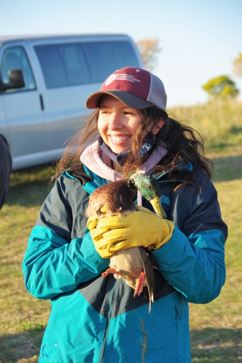 J. Clark Salyer ACE Easement Mapping Intern preparing Mallard duck for banding.