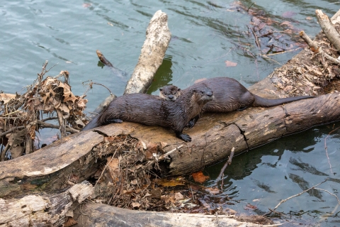 two river otters sitting on a log above water.