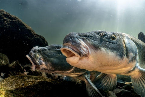 Two Lost River suckers