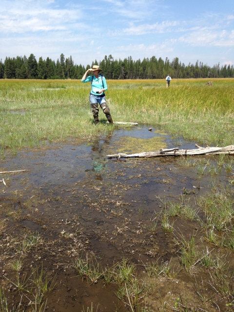 Biologist in Oregon spotted frog habitat