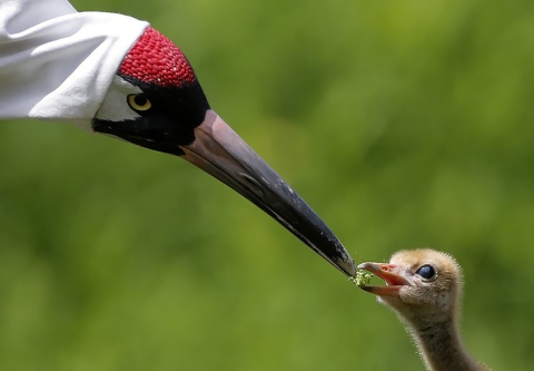 Whooping Crane Reintroduction At Louisiana ES