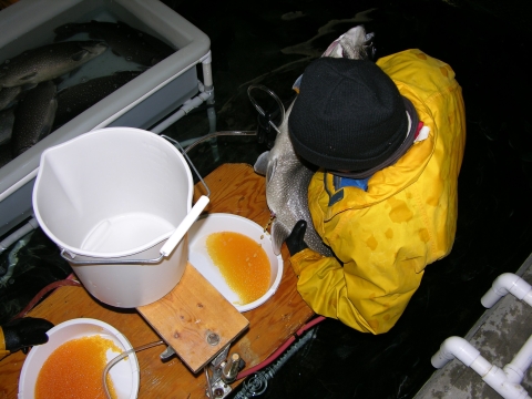 Spawning lake trout