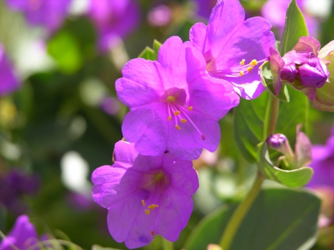 A close-up view of a bright pink flower with green foliage, out of focus, in the background