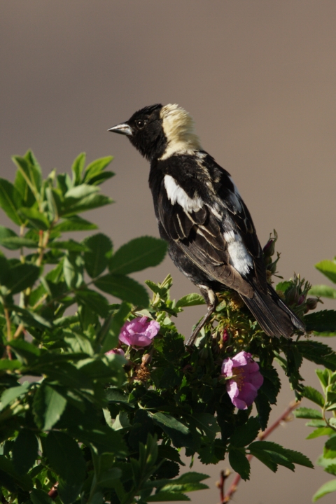 Malheur NWR_Bobolink Barbara Wheeler Photography, USFWS Volunteer