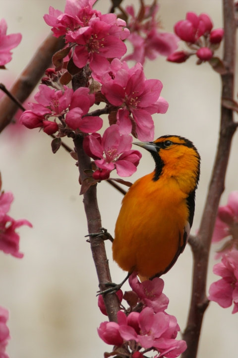 Malheur NWR_Bullock's Oriole_Barbara Wheeler, USFWS Volunteer