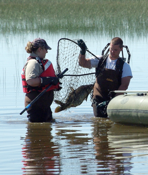 Malheur NWR_Carp Management_USFWS Volunteer