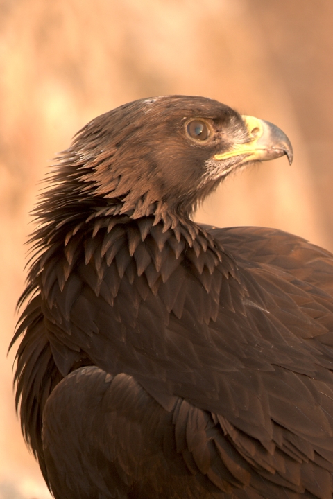 Malheur NWR_Golden Eagle_Barbara Wheeler, USFWS Volunteer