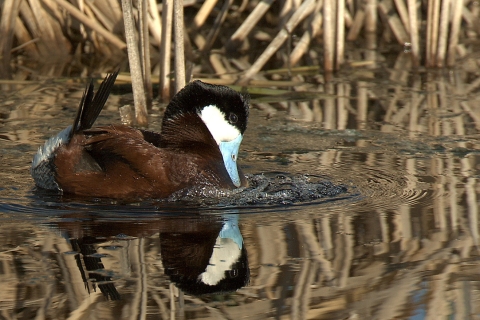 Malheur NWR_Ruddy Duck_Barbara Wheeler Photograhpy, USFWS Volunteer