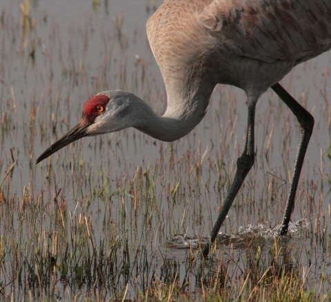 Malheur NWR_Sandhill Crane_Roger Baker, USFWS Volunteer