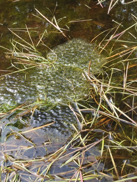 OSF egg masses east slough