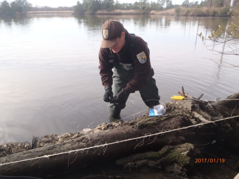 U.S. Fish and Wildlife Service biologist in waders stands along the edge of a wide stream works to secure bags of oyster shells on the edge of Newmarket Creek in Hampton, Virginia.