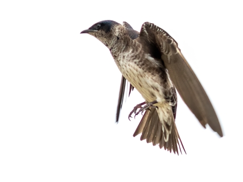 A purple martin hovers in the air