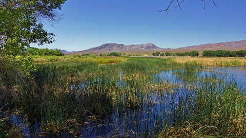  North Marsh Pahranagat NWR