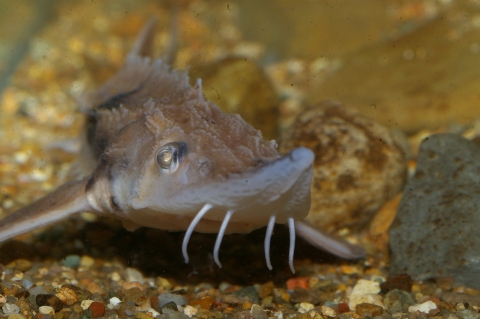 One lake sturgeon in water with pebbles underneath it. 