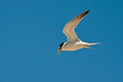 California least tern flying. A plain, dark blue sky in the background.