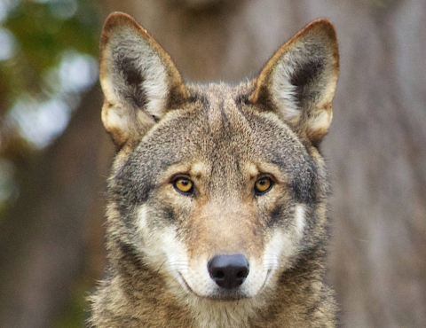 Red wolf face