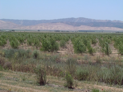 Young trees near a river with mountains in the background.