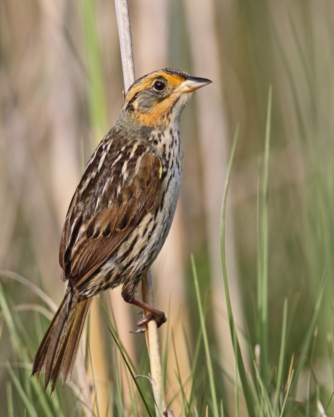 Saltmarsh sparrow