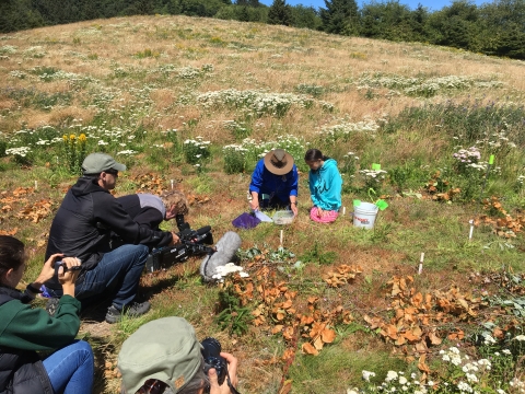 Volunteers release pupae of the Oregon Silverspot Butterfly in a coastal prairie