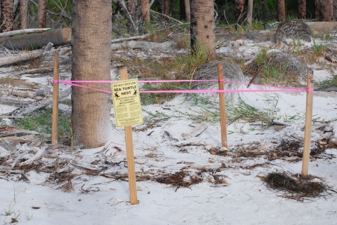 Sea Turtle Nest