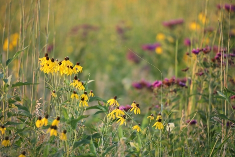 Summer prairie flowers in bloom