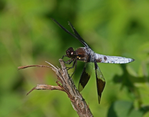 Dragonfly perched on a stick