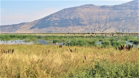 Walking Wetlands Field on Tule Lake