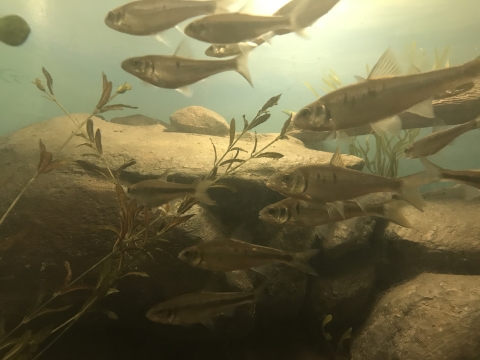 Approximately 10 white shiners (a minnow) swimming in an aquarium at Edenton NFH. 