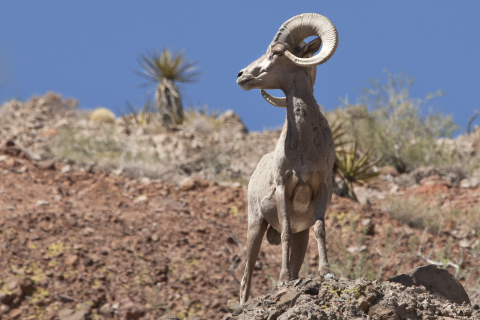 Ram bighorn sheep standing on a rocky ledge