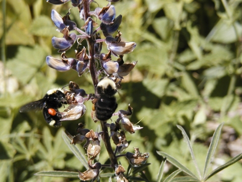 Two bees on a flower