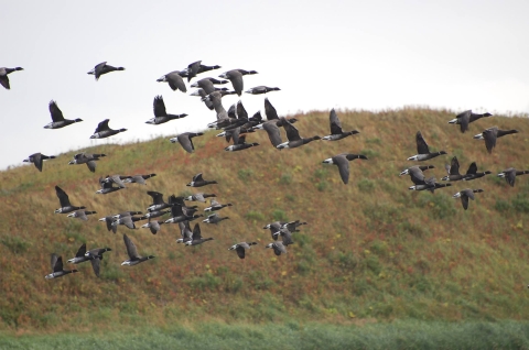 black brant flying in front of a grassy hill