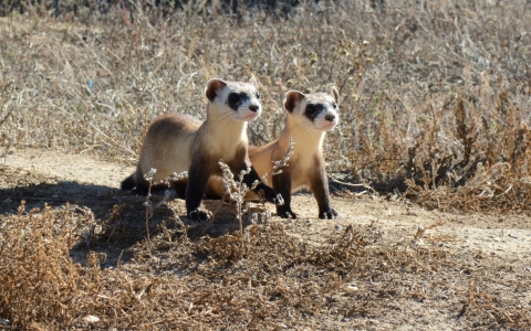 two bloack-footd farret kits in shortgrass