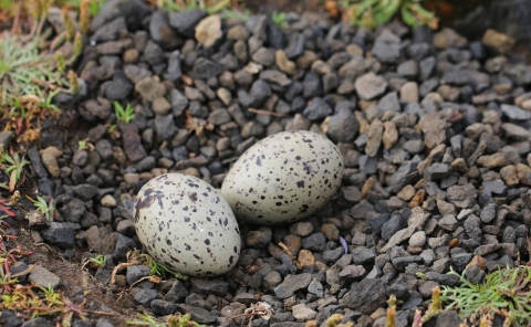 Black oystercatcher nest