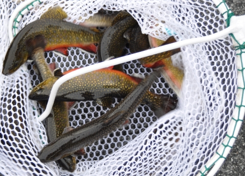 Brook trout