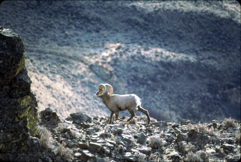 California bighorn sheep on rocky cliff