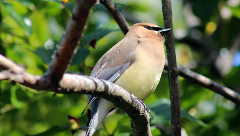 Cedar Waxwing