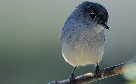 white and blue bird sitting on a tree branch