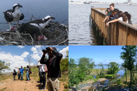 Collage of osprey pair, students on pier, new birdwatchers and restored wetland at masonville Cove