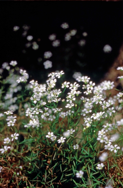 A white flowering plant.