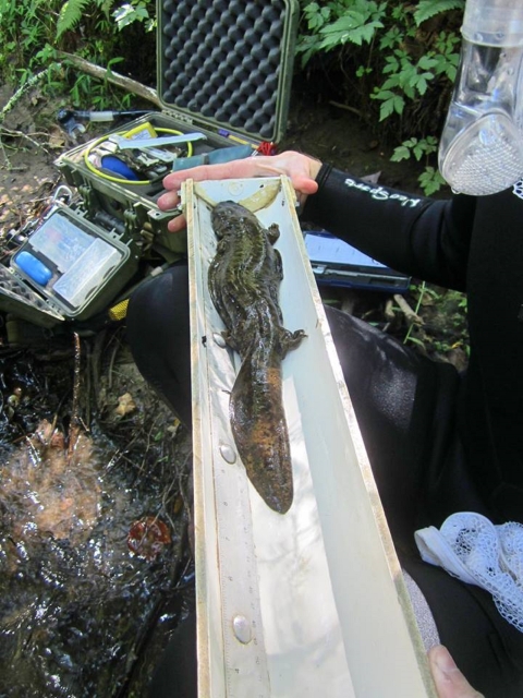 Eastern hellbender at Chattahoochee Forest National Fish Hatchery