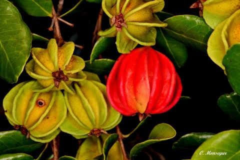 A plant with red and yellow bulbus leaves and green leaves.