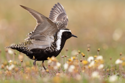 close up photo of a black, white and speckled bird standing with its wings raised