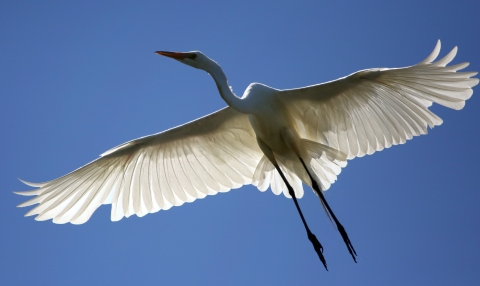 Great Egret