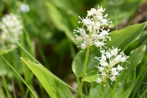 Canada Mayflower