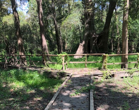 Boardwalk trail circling large trees