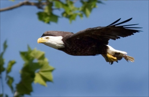 Image of an adult bald eagle. 