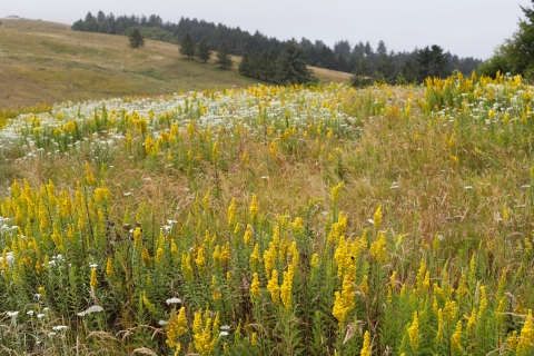 A prairie blooms along the Pacific Coast