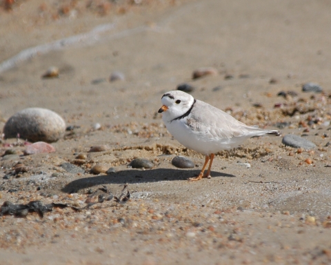 Piping plover