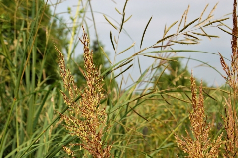 Prairie cordgrass and Indian grass on Litchfield waterfowl production area.