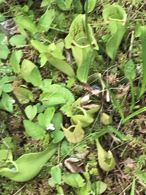 Purple pitcher plant near Chattahoochee Forest National Fish Hatchery